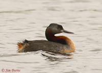 Great Grebe adult