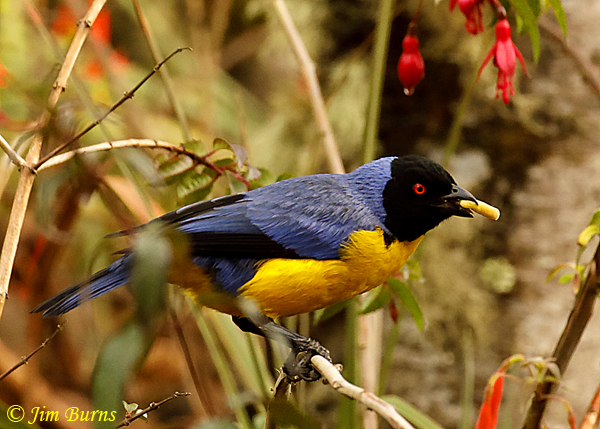 Hooded Mountain-Tanager--7023