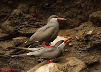 Inca Tern pair copulating
