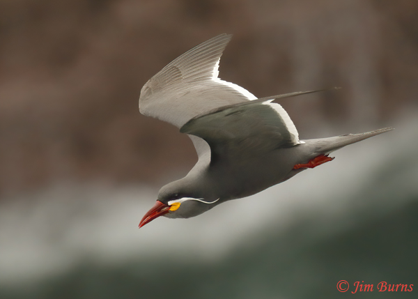 Inca Tern in flight eye level--6735
