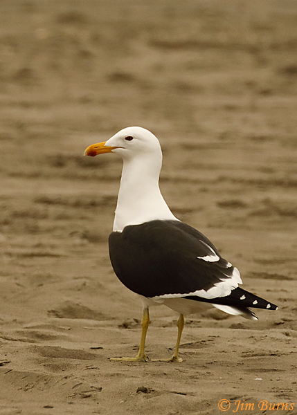 Kelp Gull adult, alternate plumage--6554