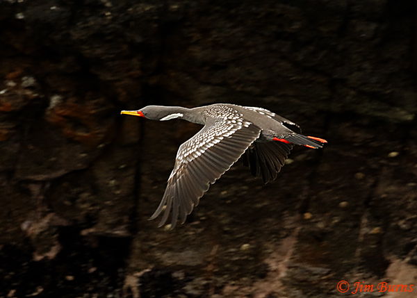 Red-legged Cormorant in flight--6727