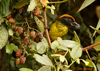 Yellow-breasted Brush-Finch