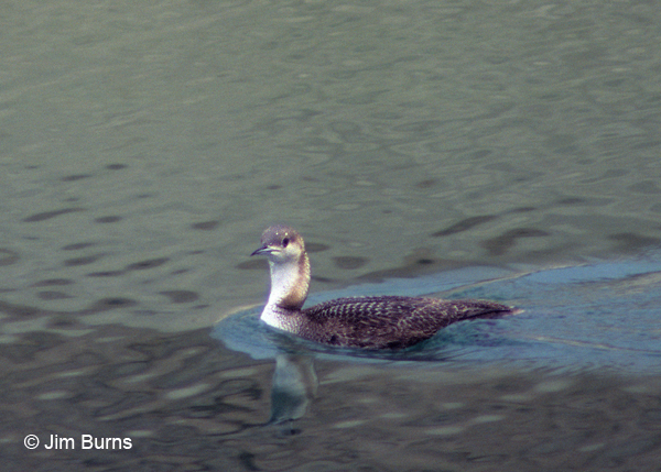 Pacific Loon adult winter