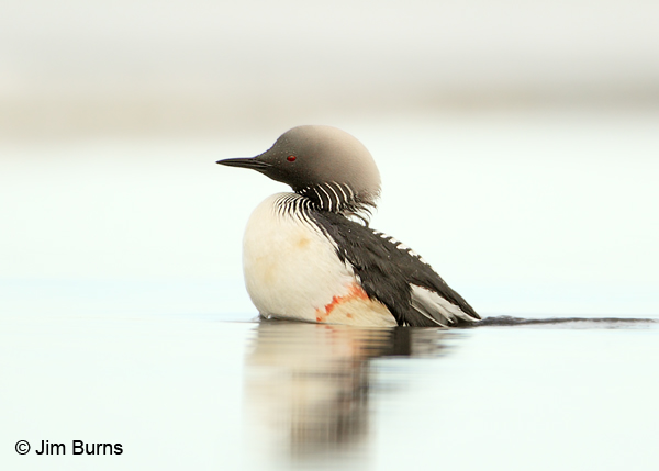 Pacific Loon with blood on flank