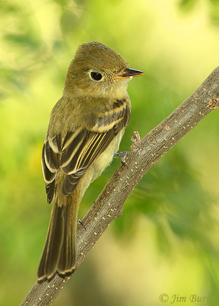 Pacific Slope Flycatcher short primary extension--0545