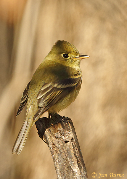 Pacific Slope Flycatcher--1494