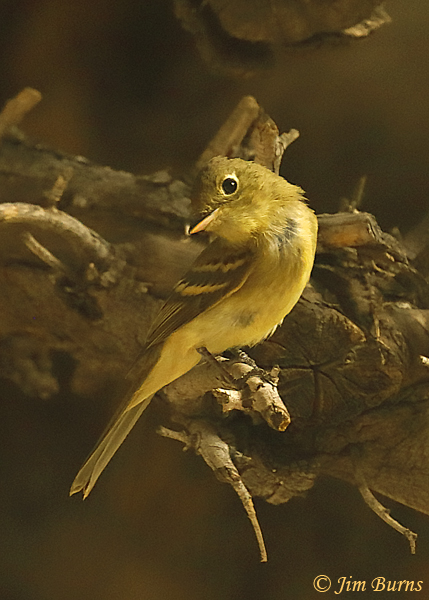 Pacific Slope Flycatcher--6329