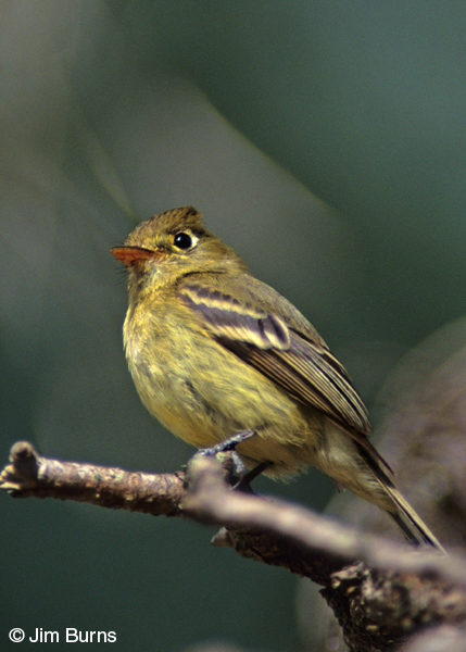 Pacific-slope Flycatcher lower mandible