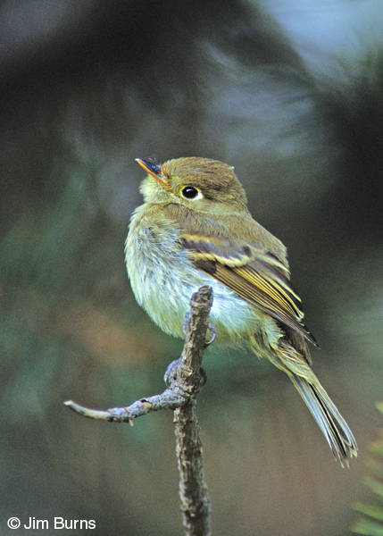 Pacific-slope Flycatcher short primary extension