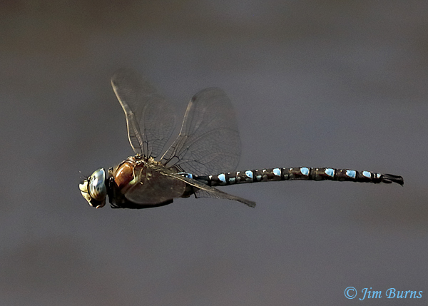 Paddle-tailed Darner male, Apache Co., AZ, August 2020--5126
