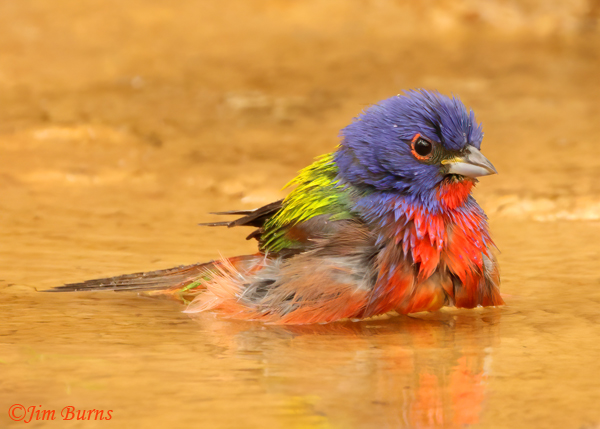 Painted Bunting male bathing--1061