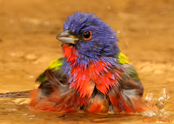Painted Bunting male bathing--1085