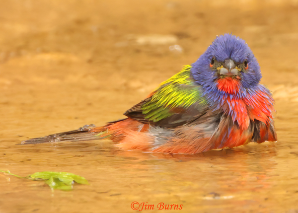 Painted Bunting male bathing--1092