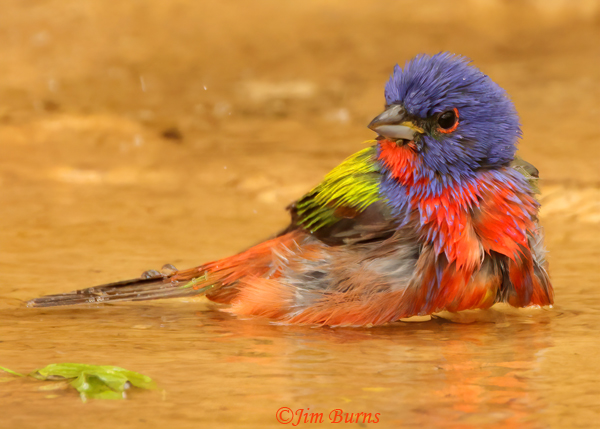 Painted Bunting male bathing--1095