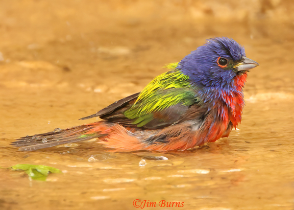 Painted Bunting male bathing--1100
