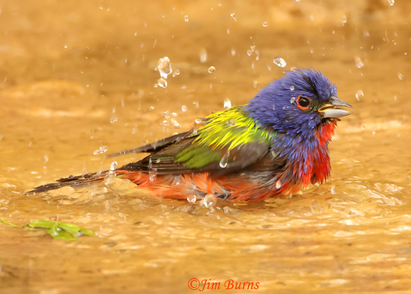 Painted Bunting male bathing--1115