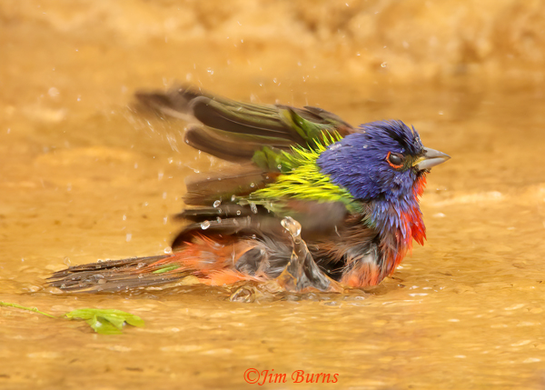 Painted Bunting male bathing--1126