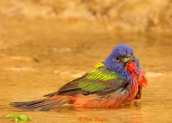Painted Bunting male bathing--1141