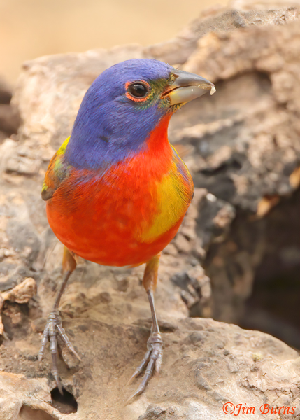 Painted Bunting male color variant--1248