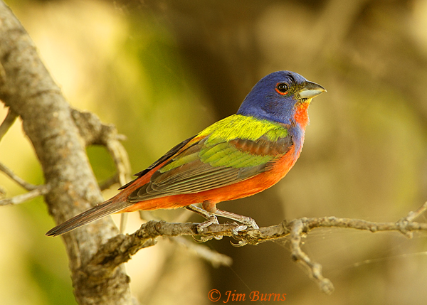 Painted Bunting male--8952