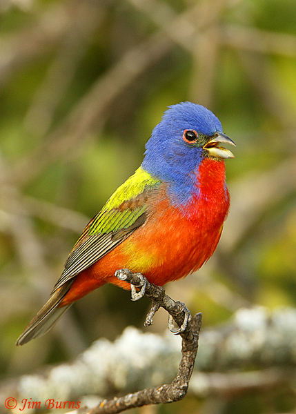 Painted Bunting male singing--9163