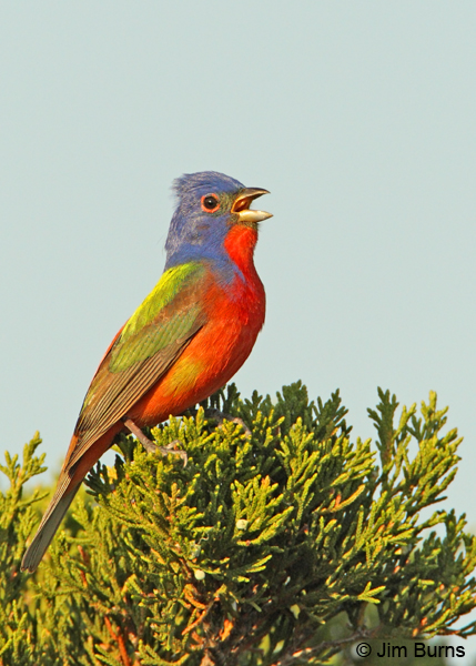 Painted Bunting male singing #2