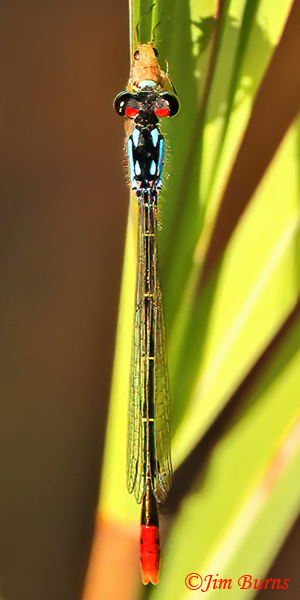 Painted Damsel male munching on tiny winged insect, Santa Cruz Co., AZ, October 2022-6444