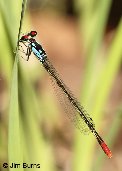 Painted Damsel male, Cochise Co., AZ, October 2014