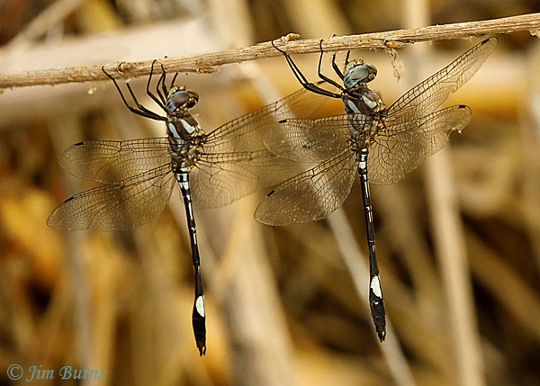 Pale-faced Clubskimmers hanging together, immature male on the left, older male on the right, Maricopa Co., AZ, September 2018--1037