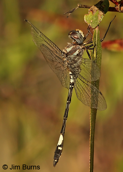 Pale-faced Clubskimmer male, Cochise Co., AZ, October 2013