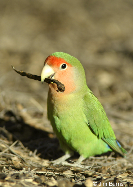 Rosy-faced Lovebird with mesquite pod