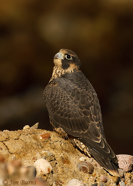 Peregrine Falcon juvenile watcing ravens--3278