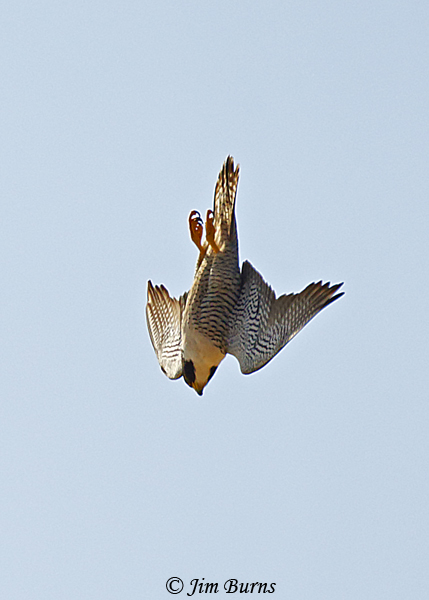 Peregrine Falcon in full stoop--4535