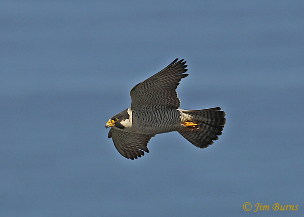 Peregrine Falcon female in flight--4630