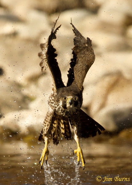 Peregrine-Falcon juvenile shedding water--4686