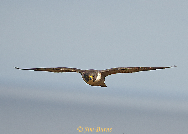 Peregrine Falcon incoming--4741