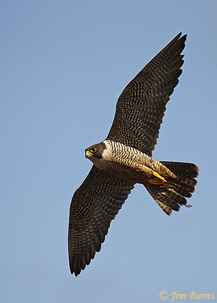 Peregrine Falcon male in flight--4749
