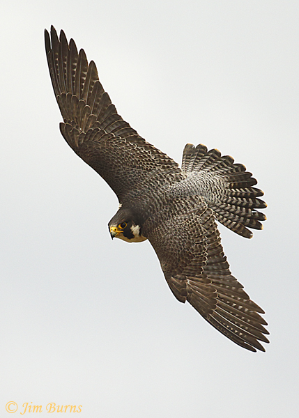 Peregrine Falcon tail spread--4823