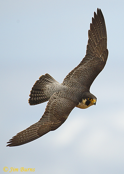Peregrine Falcon male banking--4826