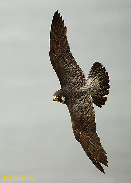 Peregrine Falcon female banking--4833