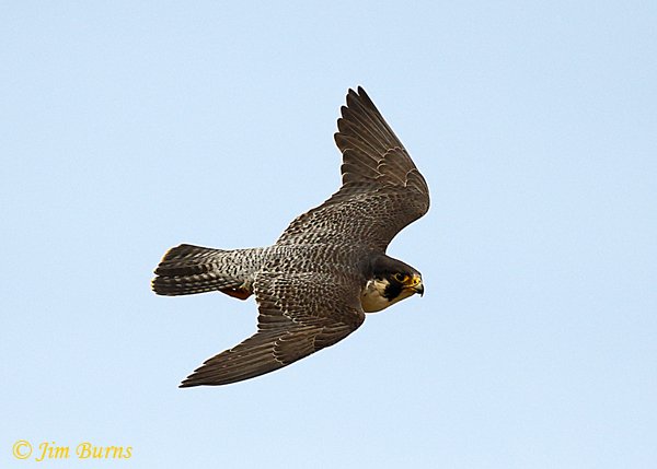 Peregrine Falcon male in flight close-up--4837