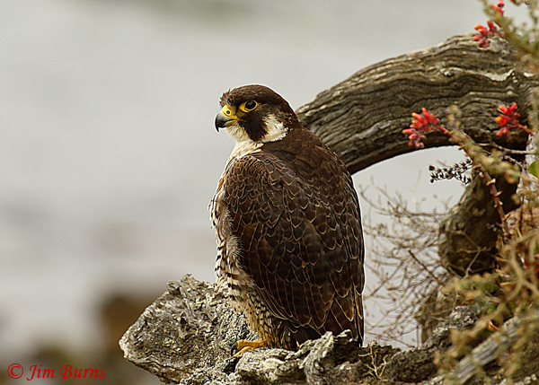 Peregrine Falcon female--4898