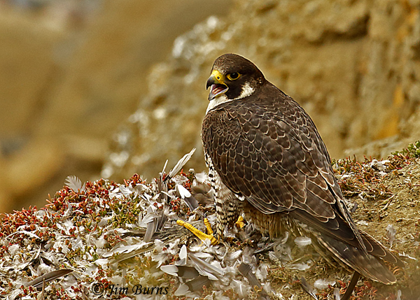 Peregrine Falcon perched at dinner crag amidst feather piles--4922