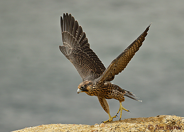 Peregrine Falcon fledgling practicing with wings--5029
