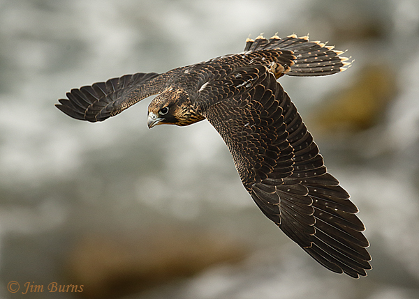 Peregrine Falcon fledgling second day of flight #3--5064