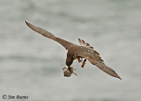 Peregrine Falcon banded female with shorebird--5086