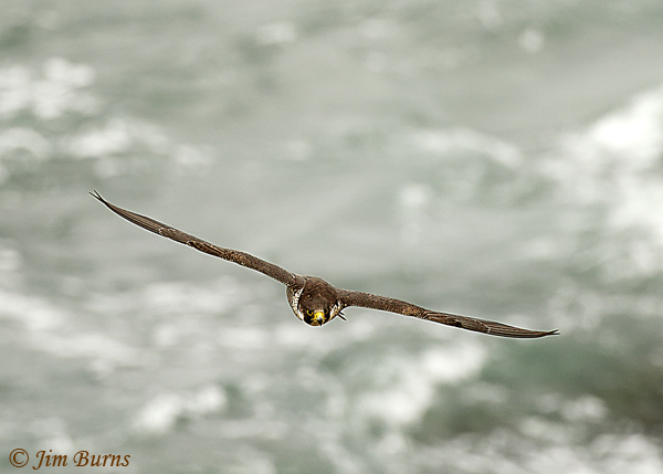 Peregrine Falcon soaring over surf--5101