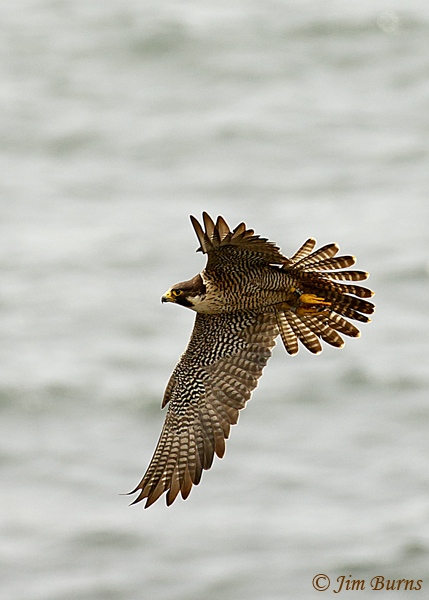 Peregrine Falcon banded female soaring over surf--5104