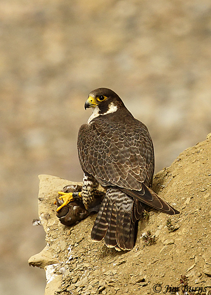 Peregrine Falcon female with Mourning Dove--5145